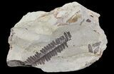 Pecopteris Fern Fossil - Missouri #65955-1